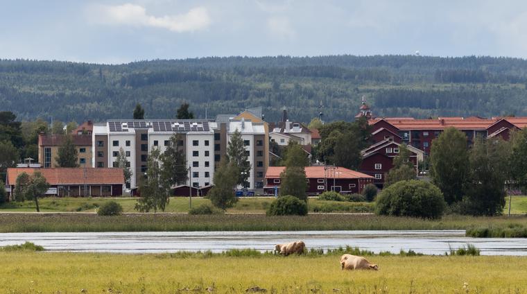 Vy mot Leksand från Limsjön, kor som betar i förgrunden och hus i bakgrunden
